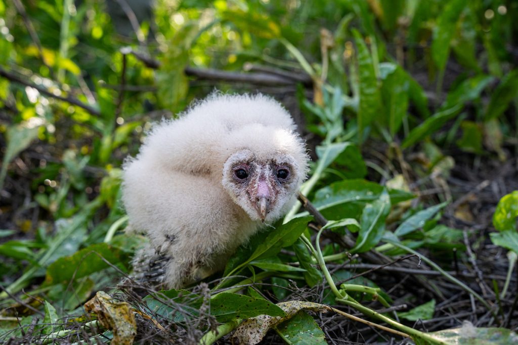 Baby barn owl