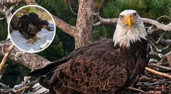 Photos of bald eagle KD1 as adult and eaglet
